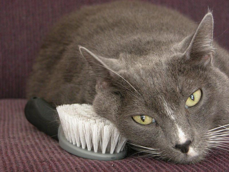 Photography by ahaze1 for DesignCrowd (Community Contests) | Design #9119141