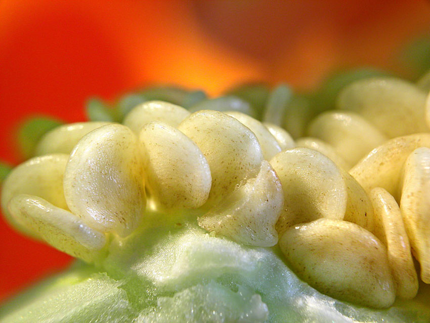 Photography by branie for DesignCrowd (Community Contests) | Design #9140020