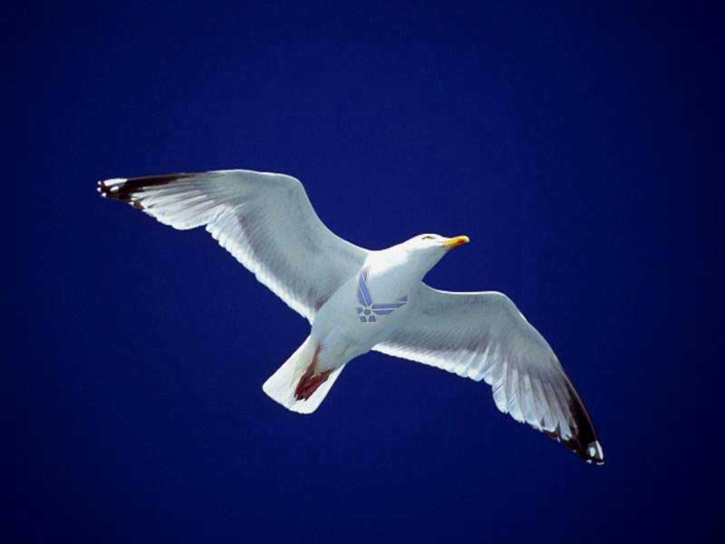 Design Photoshop par Marious pour DesignCrowd (Community Contests) | Design #9117719