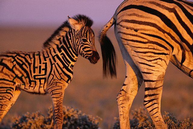 Photoshop Design by BC for DesignCrowd (Community Contests) | Design #9117737