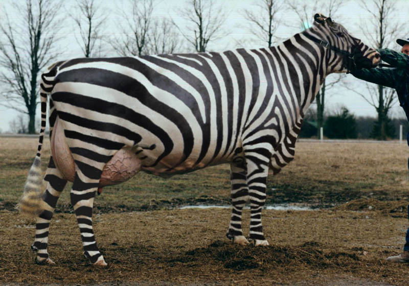 Photoshop Design by thlayli for DesignCrowd (Community Contests) | Design #9117769