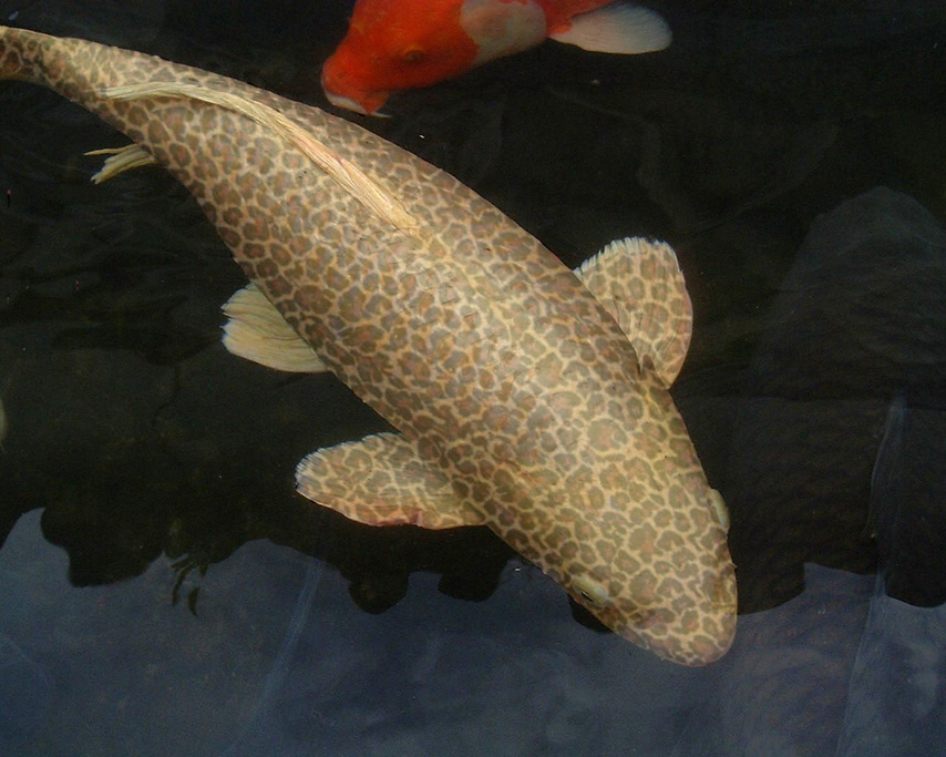 Diseño de Photoshop por RealMeert para DesignCrowd (Community Contests) | Diseño #9117786