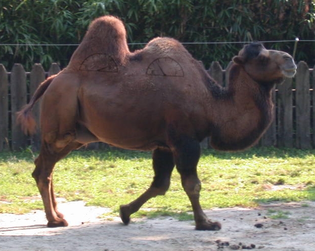 Diseño de Photoshop por TheNomad para DesignCrowd (Community Contests) | Diseño #9117815