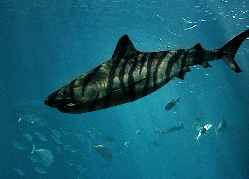 Photoshop Design by KeyTapper for DesignCrowd (Community Contests) | Design #9117800