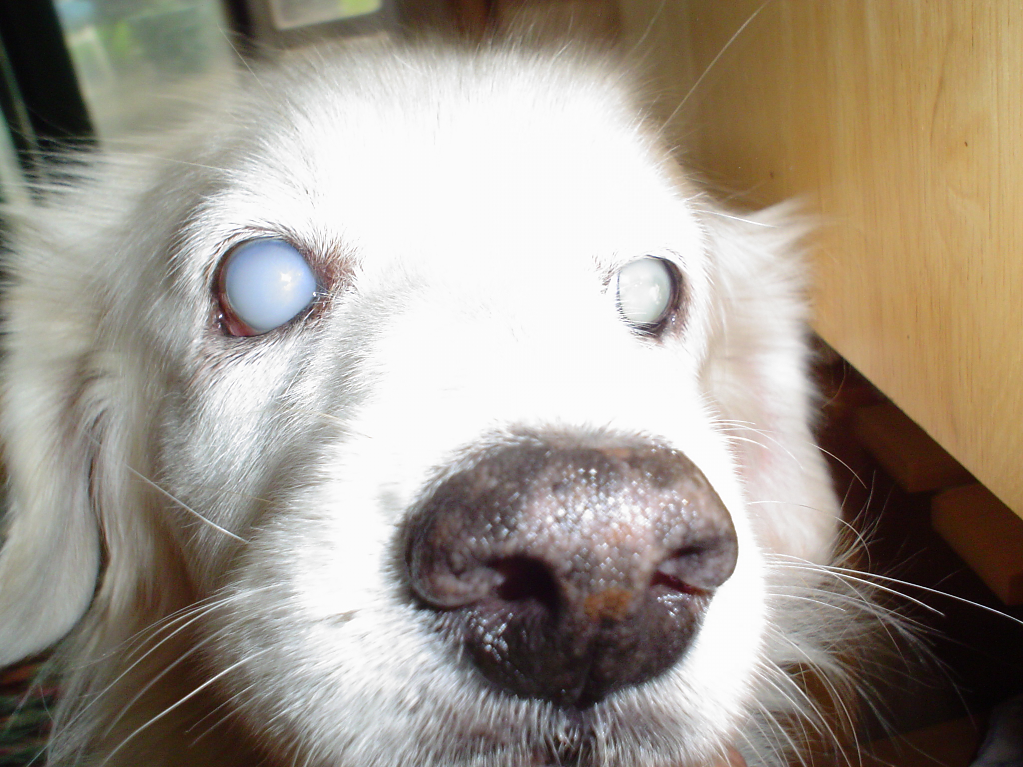 Photography by CrazyMazy for DesignCrowd (Community Contests) | Design #9119207