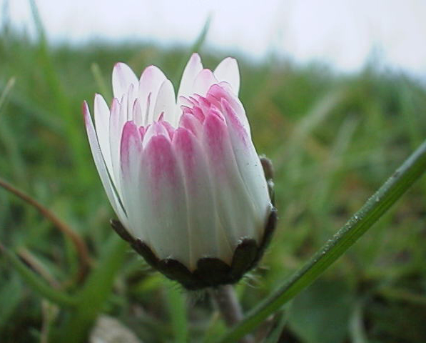 Fotografie von silvagod für DesignCrowd (Community Contests) | Design #9141778