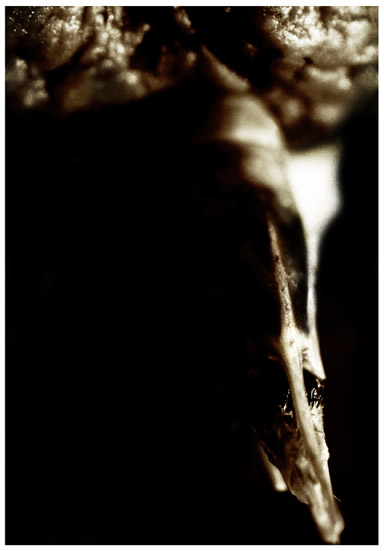 Photographie par againstic pour DesignCrowd (Community Contests) | Design #9141830