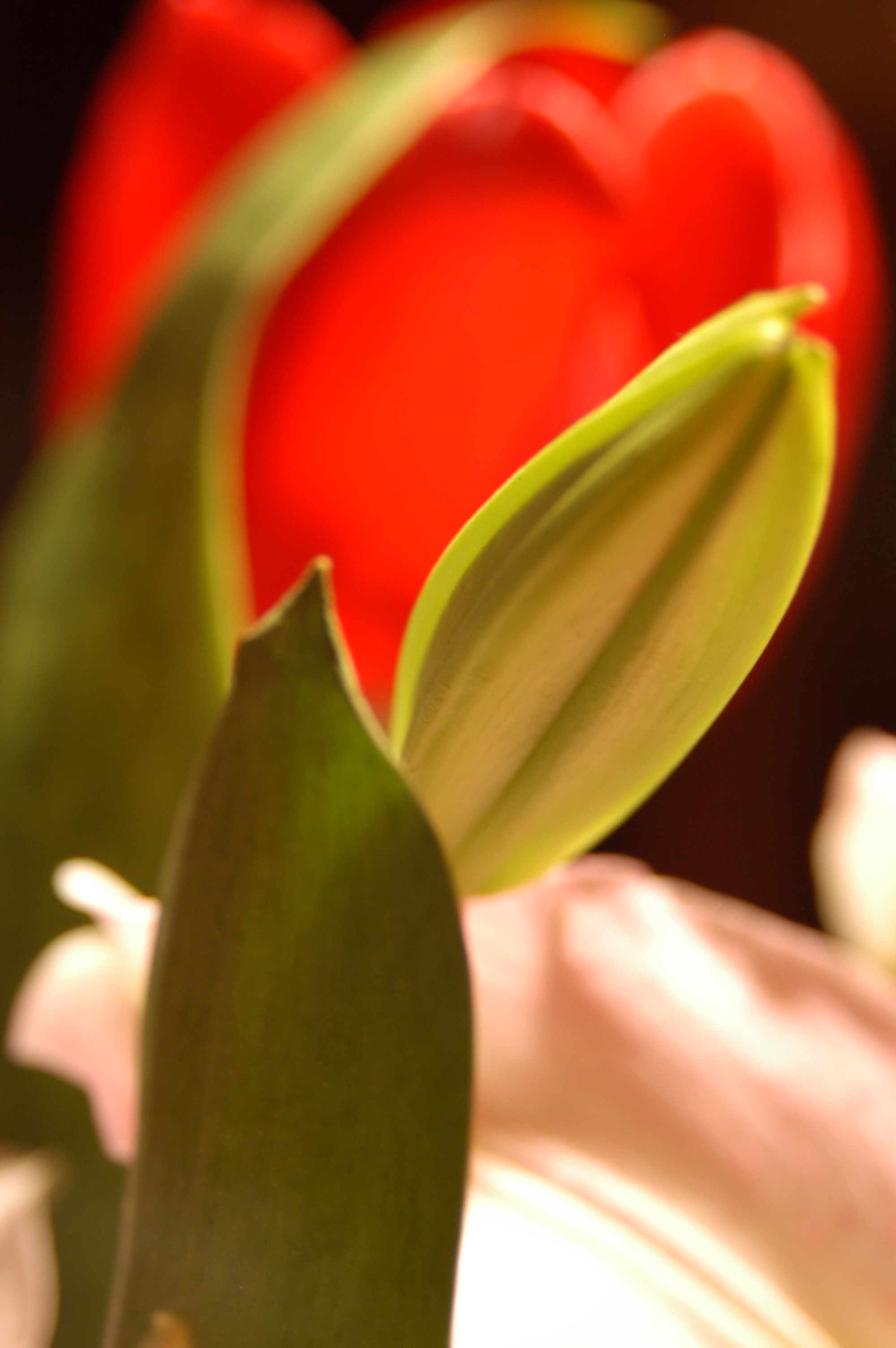 Photographie par Silverkatt pour DesignCrowd (Community Contests) | Design #9145639