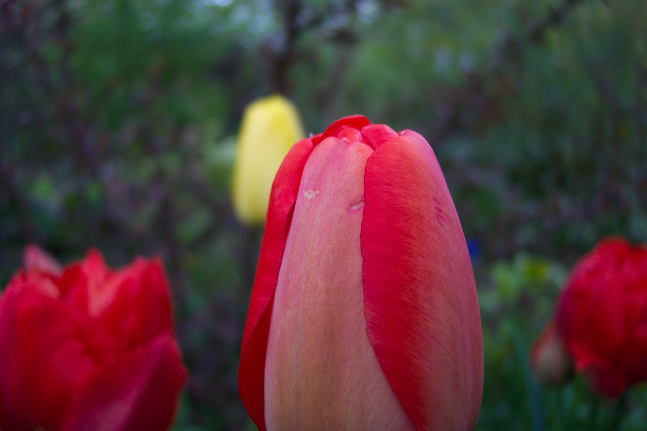 Photography by GeertKW for DesignCrowd (Community Contests) | Design #9145627