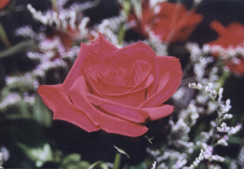 Photography by Krystal for DesignCrowd (Community Contests) | Design #9145642