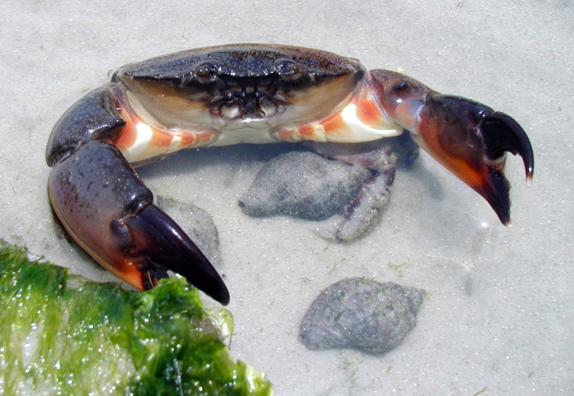 Photographie par Tommy1de pour DesignCrowd (Community Contests) | Design #9142115