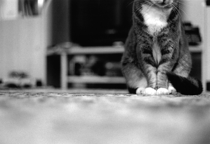 Fotografie von mouse6760 für DesignCrowd (Community Contests) | Design #9145662