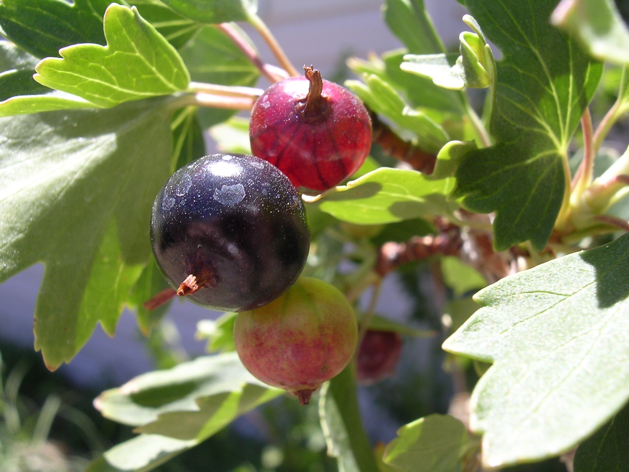 Photography by DaftGretel for DesignCrowd (Community Contests) | Design #9142125