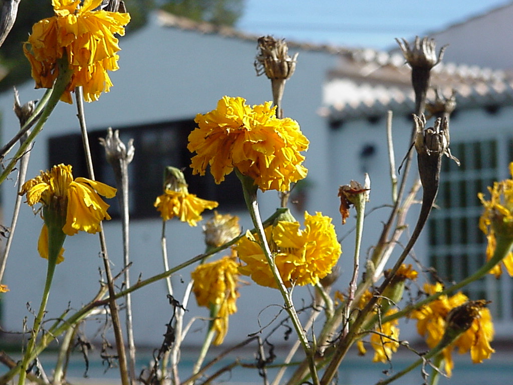 Photographie par Pinhead pour DesignCrowd (Community Contests) | Design #9145709