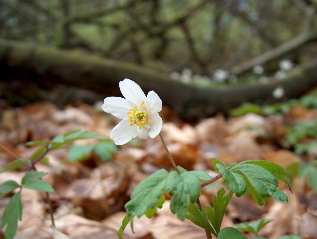 Photography by Zombic for DesignCrowd (Community Contests) | Design #9142249