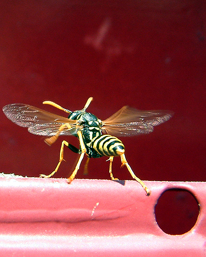 Fotografía por OneHappyFemale para DesignCrowd (Community Contests) | Diseño #9142052