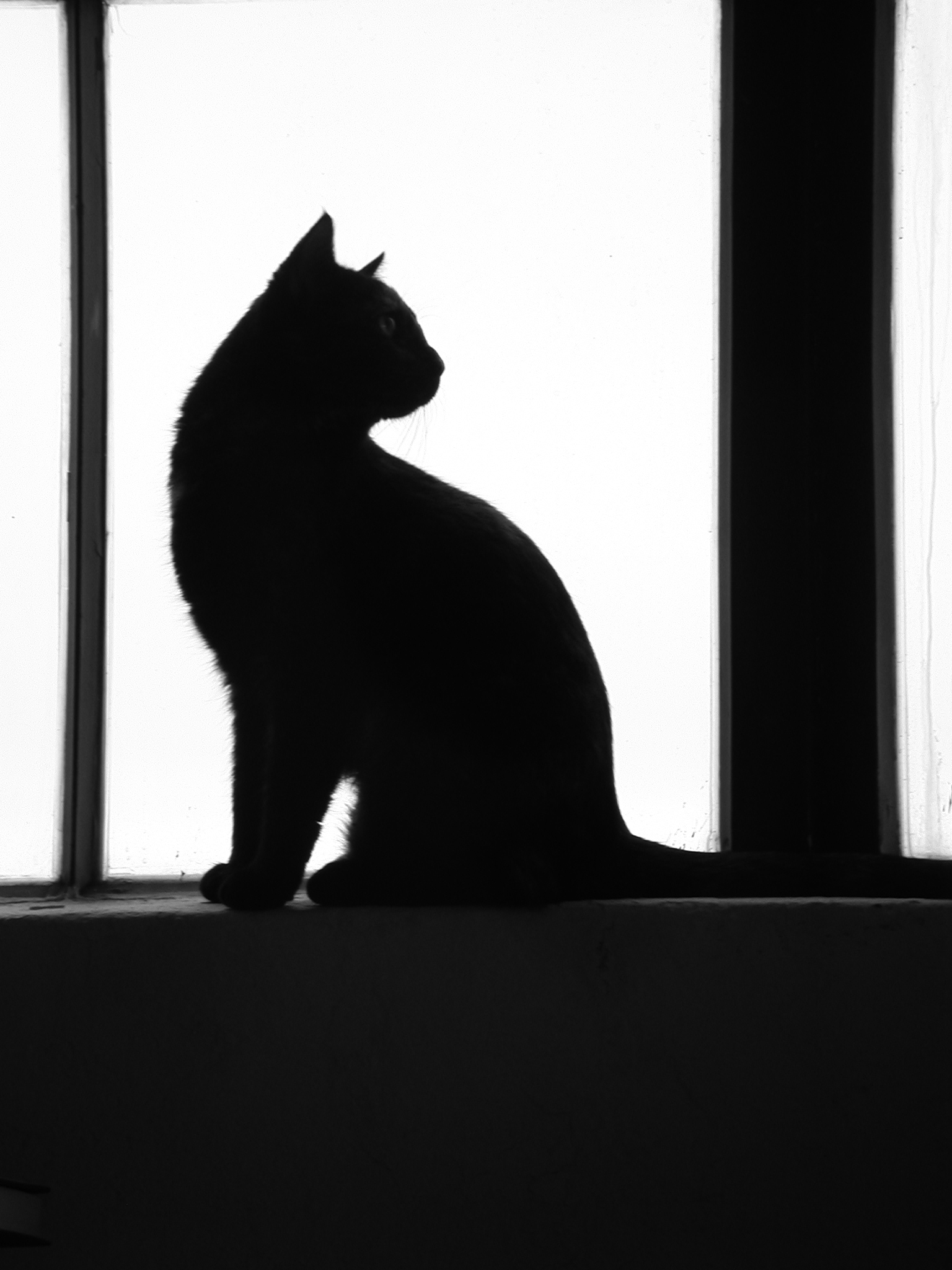 Photographie par Silverkatt pour DesignCrowd (Community Contests) | Design #9126020