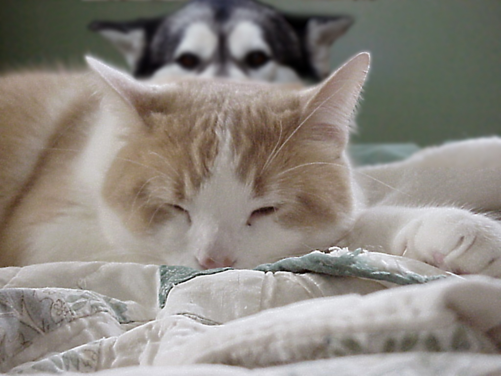 Photoshop Design by Bignamestar for DesignCrowd (Community Contests) | Design #9143939