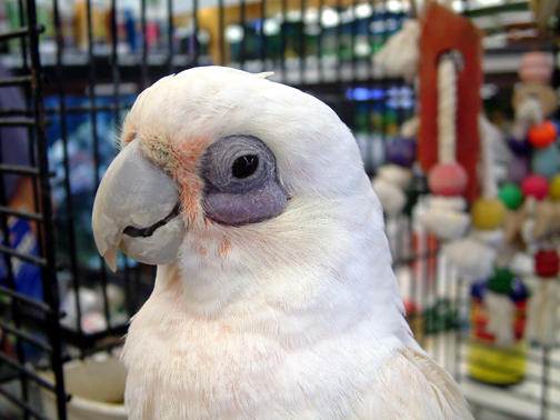 Fotografía por OneHappyFemale para DesignCrowd (Community Contests) | Diseño #9145790