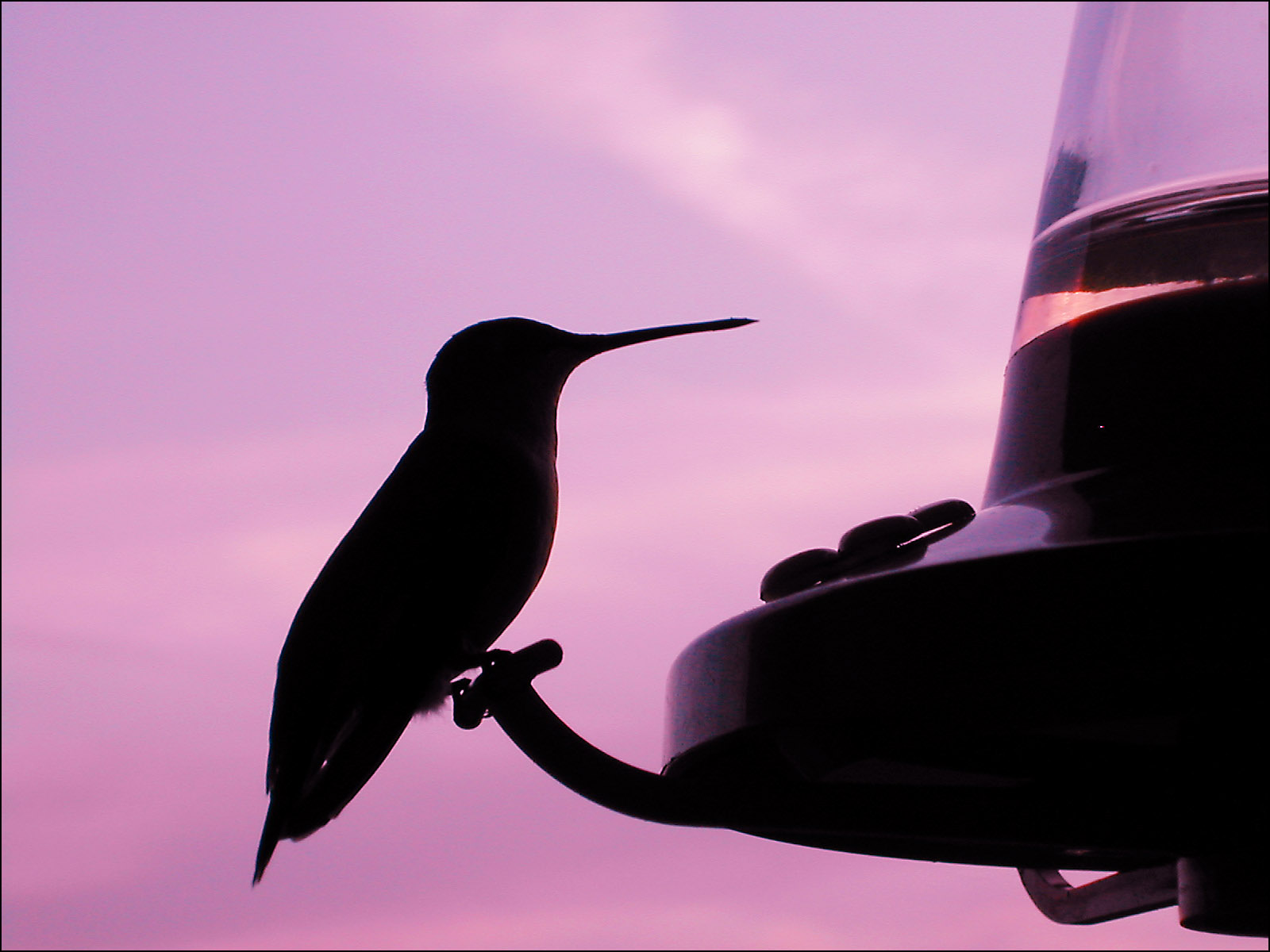 Photography by ButterflySis for DesignCrowd (Community Contests) | Design #9126125