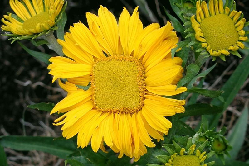 Photoshop Design by Pinhead for DesignCrowd (Community Contests) | Design #9136637