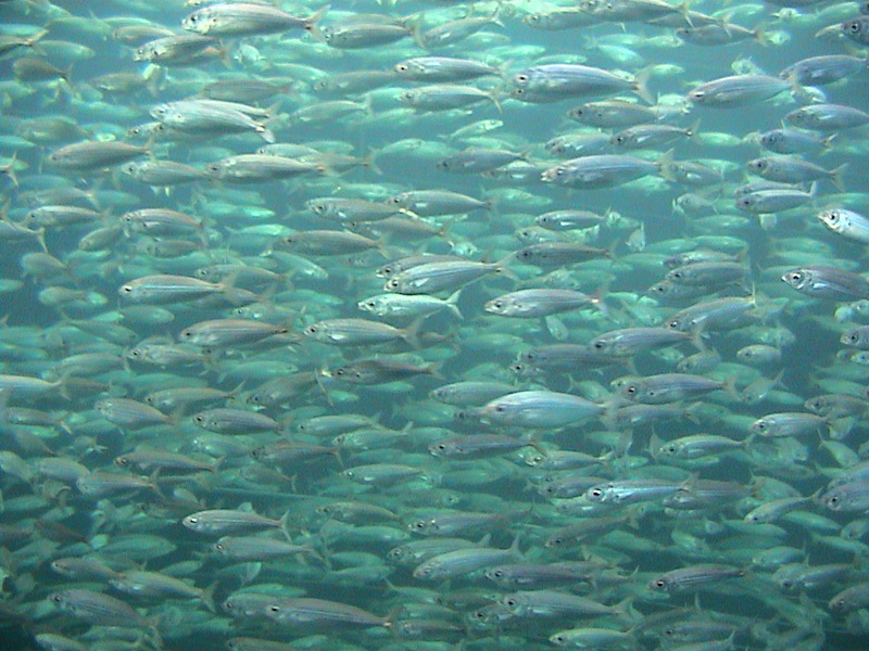 Photography by bubufr for DesignCrowd (Community Contests) | Design #9145315