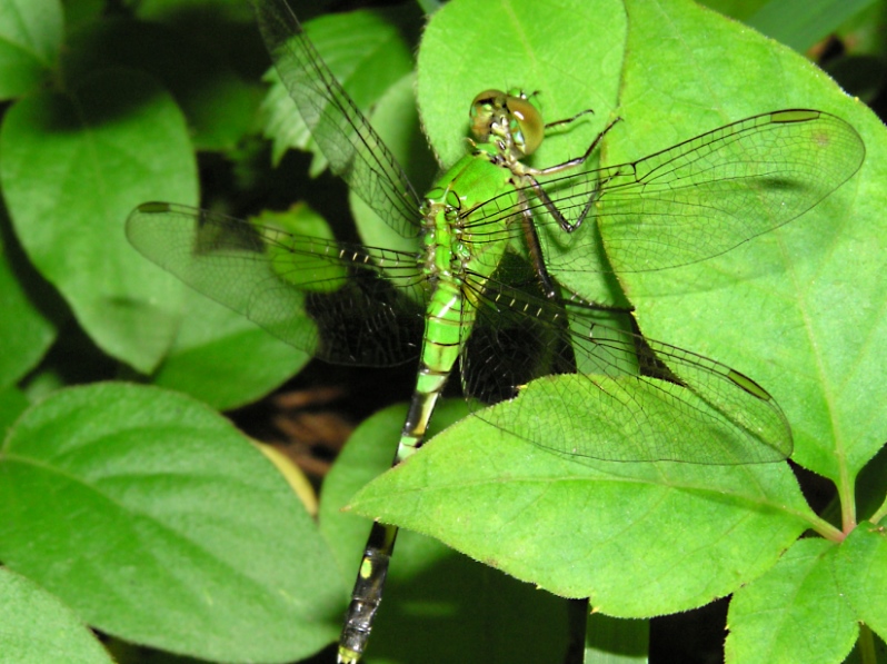 Photographie par Tommy1de pour DesignCrowd (Community Contests) | Design #9145324