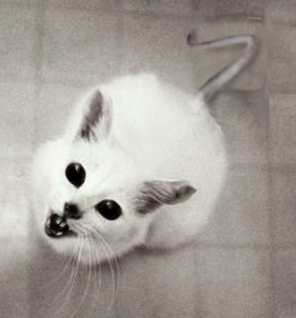 Photoshop Design by oleksa for DesignCrowd (Community Contests) | Design #9113793