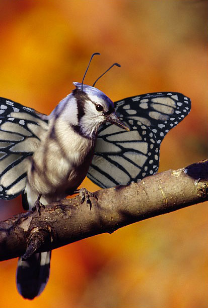 Design Photoshop par Jolt pour DesignCrowd (Community Contests) | Design #9113818