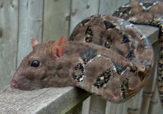 Photoshop Design by JoeyAce for DesignCrowd (Community Contests) | Design #9113846