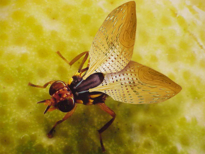 Photoshop-Design von tiddlycove für DesignCrowd (Community Contests) | Design #9113864