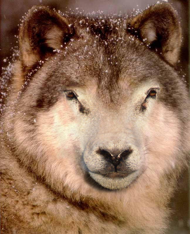 Design Photoshop par kakau7 pour DesignCrowd (Community Contests) | Design #9113896