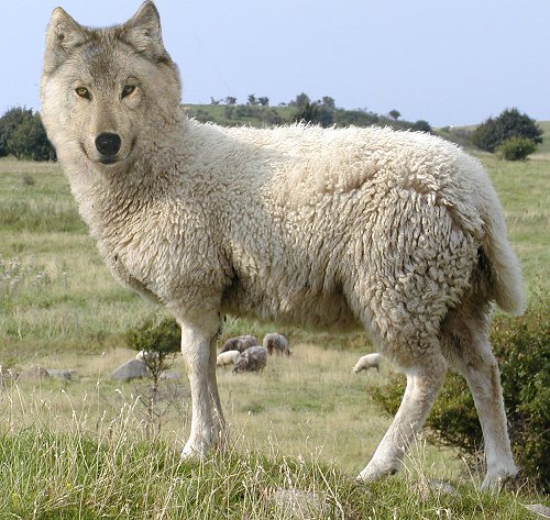 Photoshop-Design von Cj für DesignCrowd (Community Contests) | Design #9113872