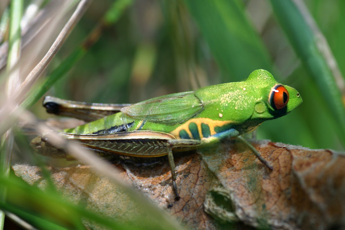 Diseño de Photoshop por thetop para DesignCrowd (Community Contests) | Diseño #9113893