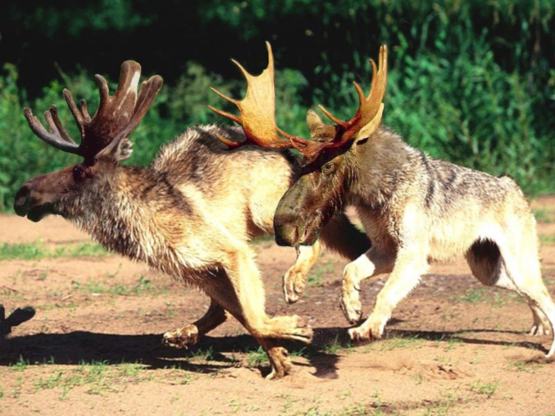 Photoshop-Design von Garsaelon für DesignCrowd (Community Contests) | Design #9113878