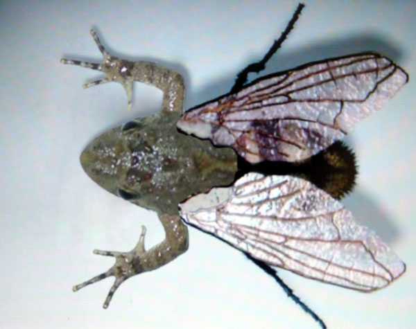 Photoshop Design by RealMeert for DesignCrowd (Community Contests) | Design #9113992