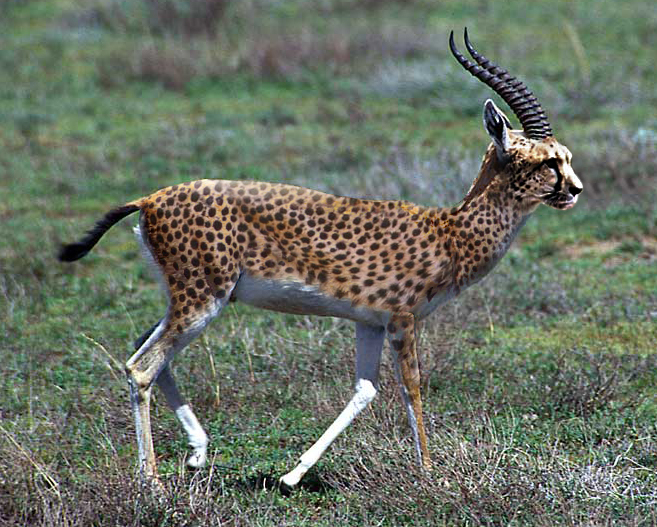 Photoshop Design by OldJalopy for DesignCrowd (Community Contests) | Design #9114008