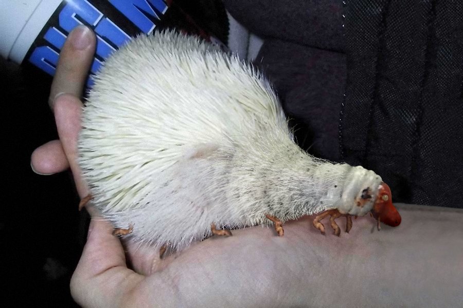 Photoshop-Design von Grimtooth für DesignCrowd (Community Contests) | Design #9113938