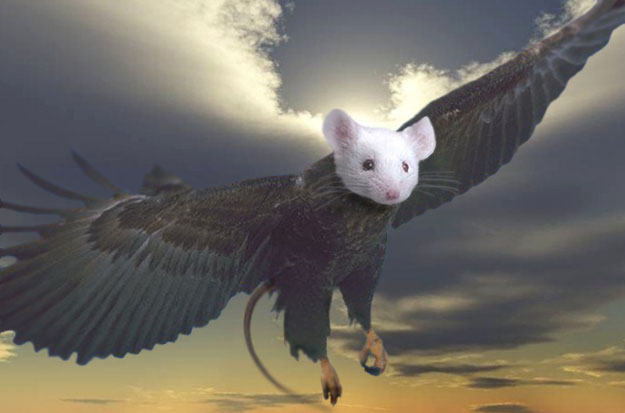 Photoshop Design by Monkeyknife for DesignCrowd (Community Contests) | Design #9113943