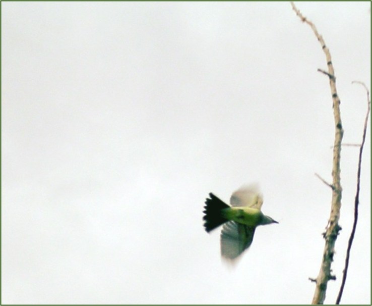 Photography by DaftGretel for DesignCrowd (Community Contests) | Design #9144580