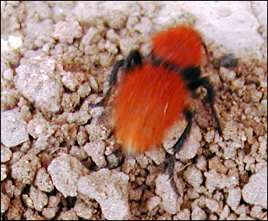 Photography by compugoddess for DesignCrowd (Community Contests) | Design #9144586