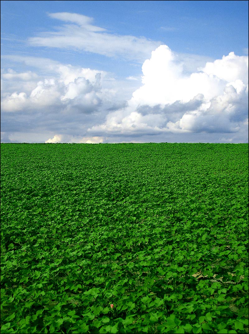 Photographie par Puffnasty pour DesignCrowd (Community Contests) | Design #9117039