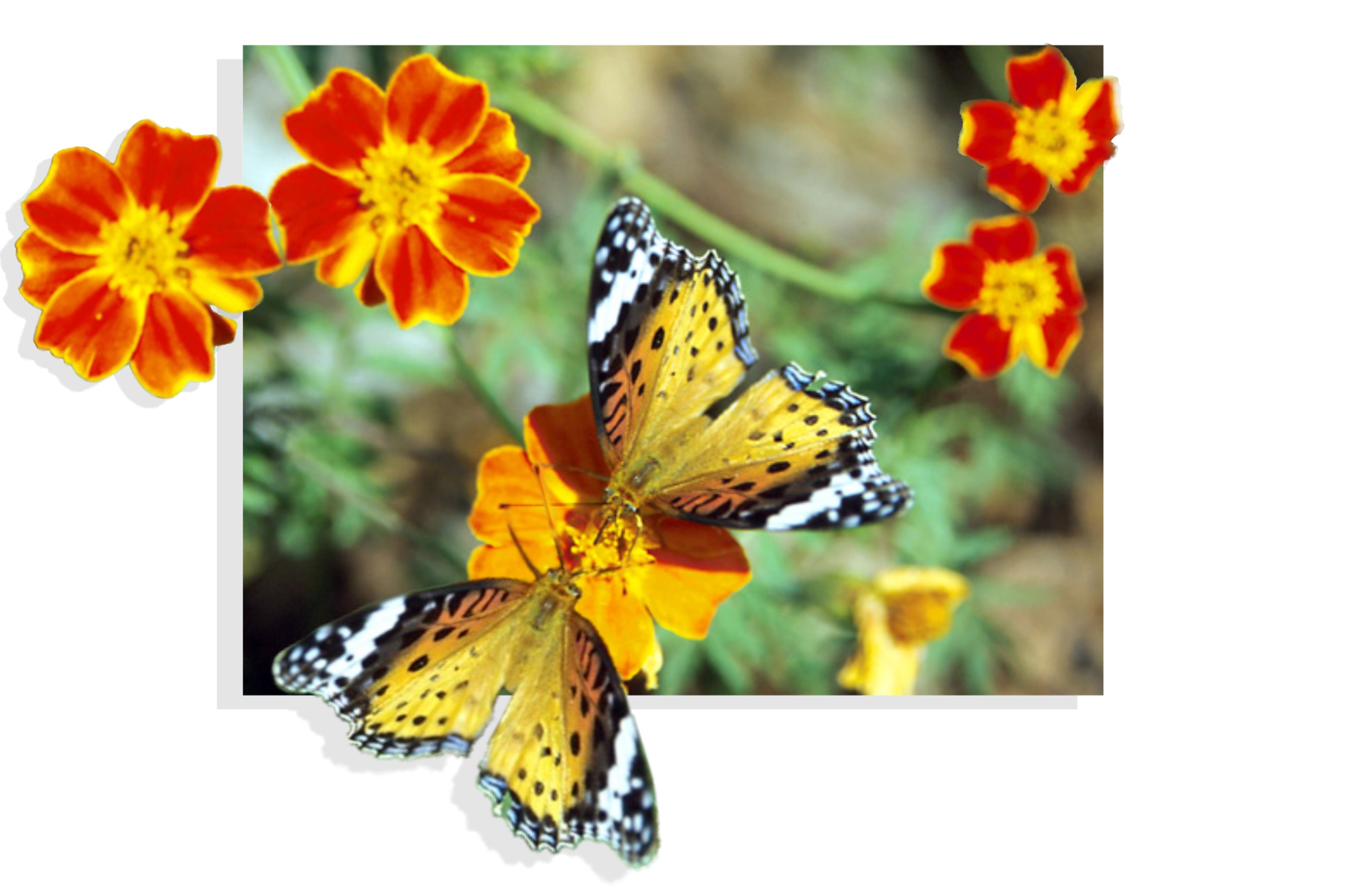 Photoshop-Design von Nana für DesignCrowd (Community Contests) | Design #9138296