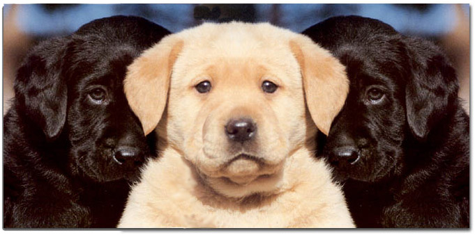 Photoshop Design by MrsLion for DesignCrowd (Community Contests) | Design #9138359