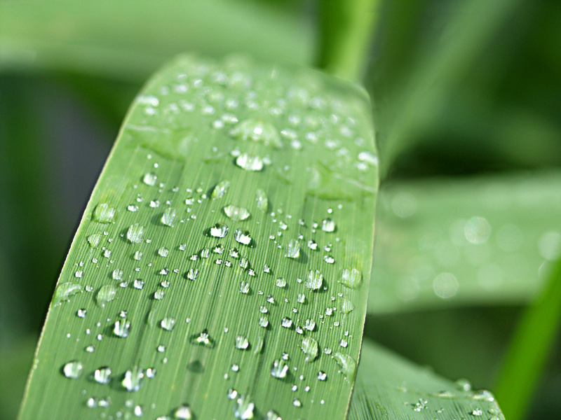 Photoshop Design by g4girl for DesignCrowd (Community Contests) | Design #9140109