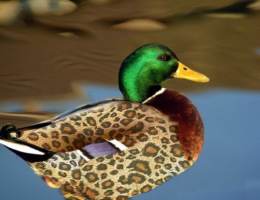 Photoshop-Design von shy_scientist für DesignCrowd (Community Contests) | Design #9141365