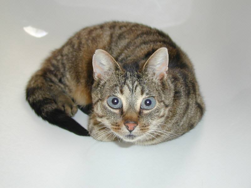 Photoshop Design by TyChO for DesignCrowd (Community Contests) | Design #9141377