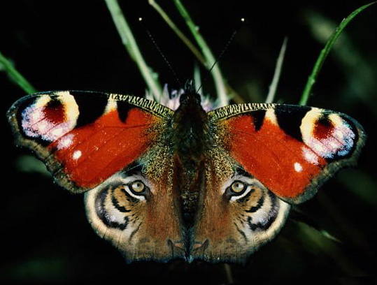 Design Photoshop par blueorb pour DesignCrowd (Community Contests) | Design #9141397