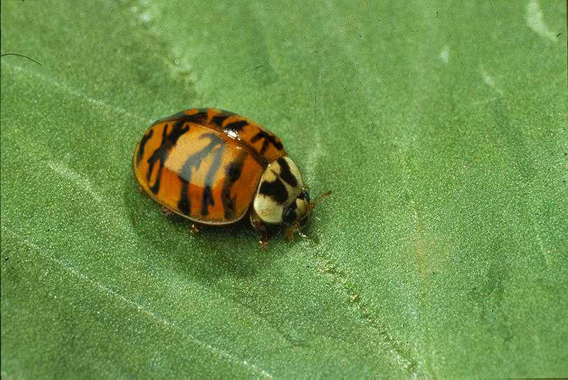 Diseño de Photoshop por freakyclown_BANNED para DesignCrowd (Community Contests) | Diseño #9141471