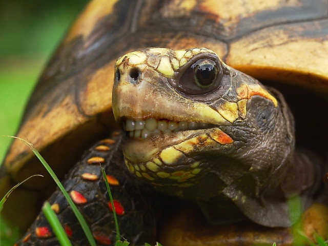 Photoshop Design by AlexL2003 for DesignCrowd (Community Contests) | Design #9137552